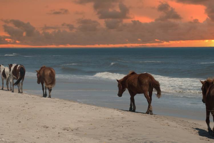Assateague Island National Seashore - Wild Horses