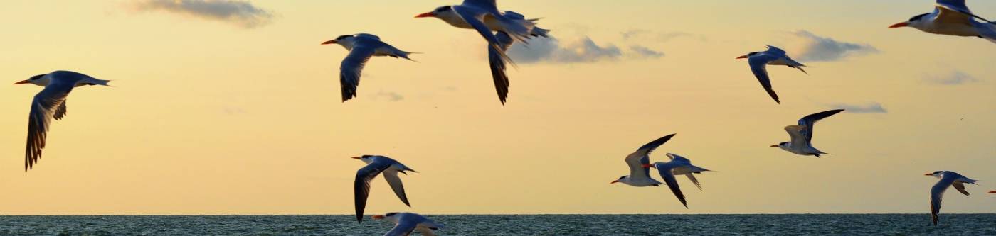 Birds flying near the beach