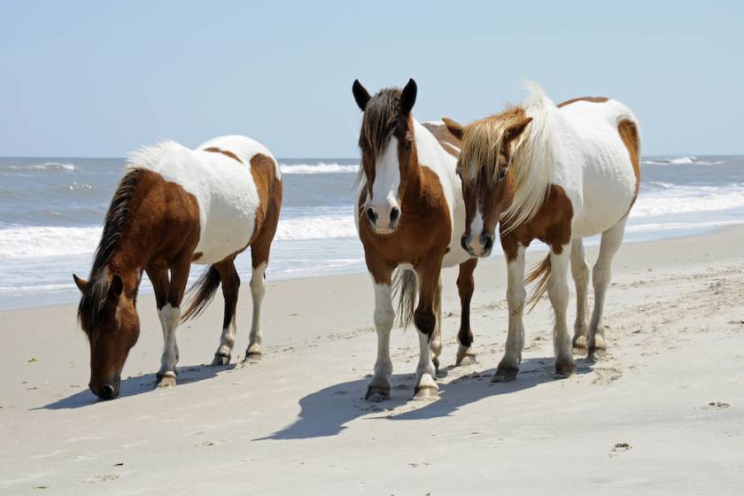 three wild horses on Assateague Island, Maryland